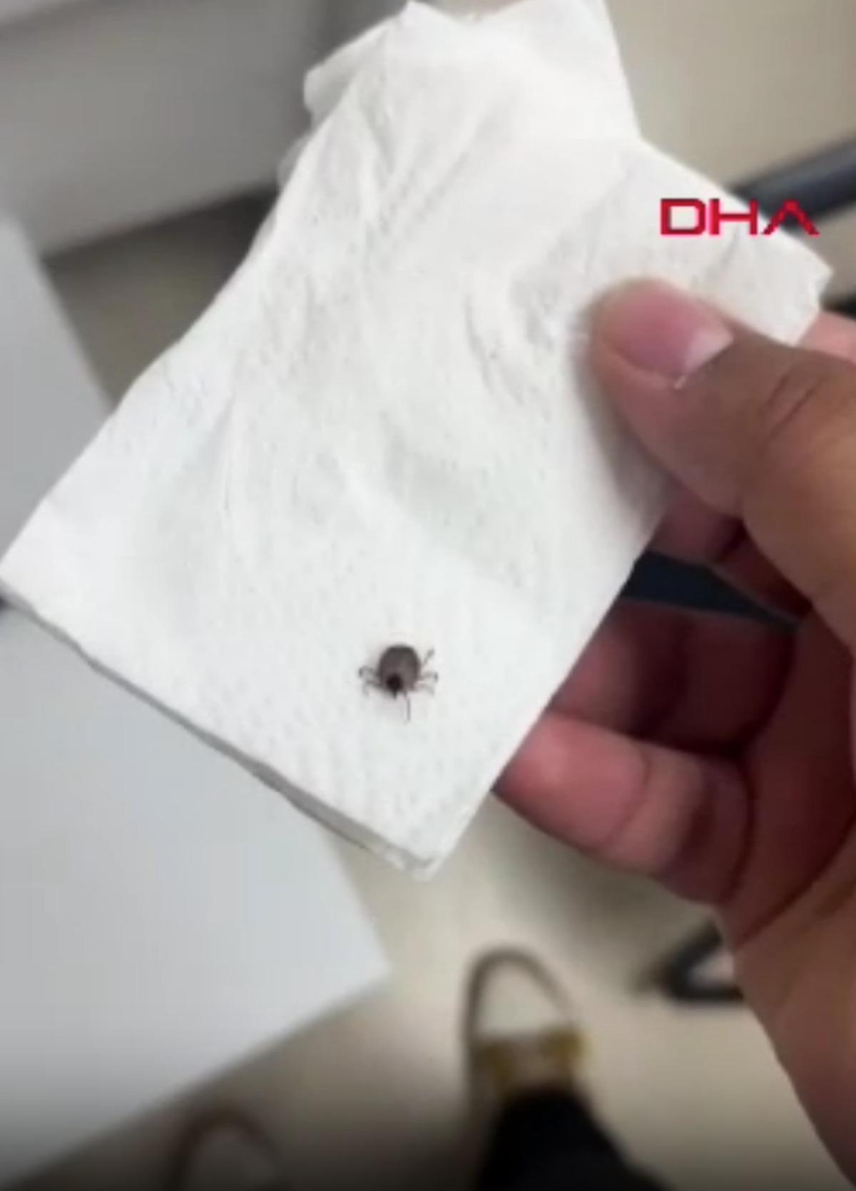 1 aydır ağrı &ccedil;ekiyordu: Kulağından canlı canlı &ccedil;ıkardılar 2