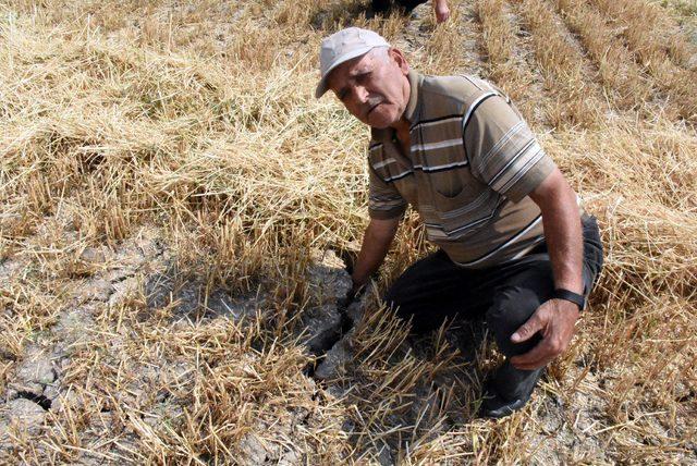 Değişen iklim şartları buğdayı vurdu