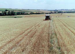 Değişen iklim şartları buğdayı vurdu