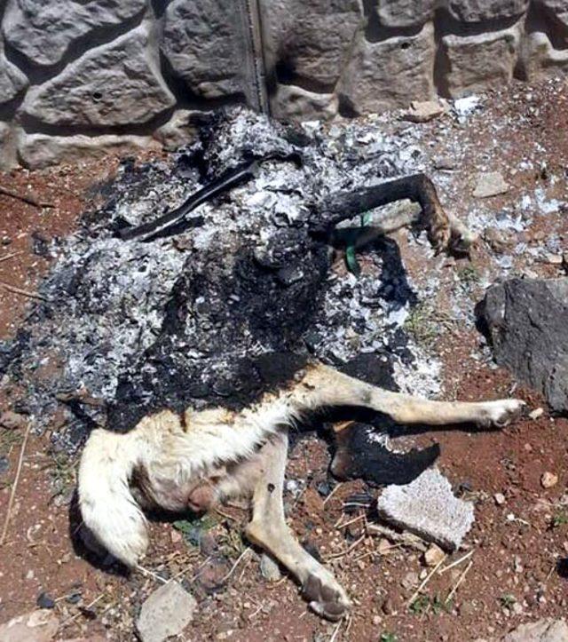 Diyarbakır'da yakılan köpekle ilgili başsavcılıktan soruşturma