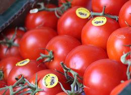 Domatesin kilosu 4 liraya düştü 