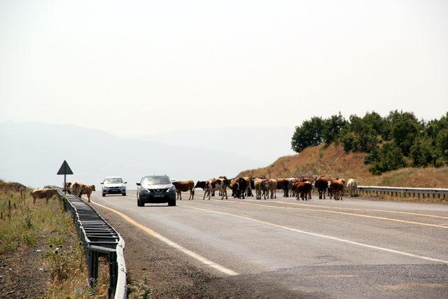 Karayoluna giren inekler yüzünden trafik durdu