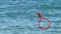 Denizde y�lan pani�i! ????