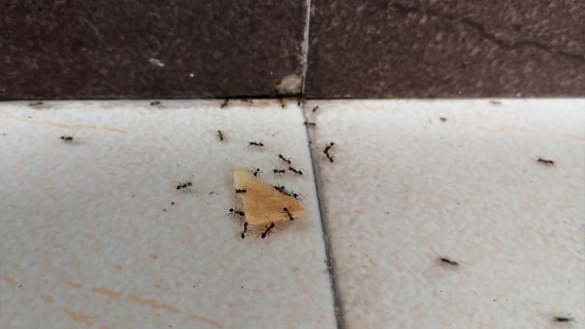 Evdeki karıncaları yok ediyor: 2 malzemeli pratik karınca tuzağı