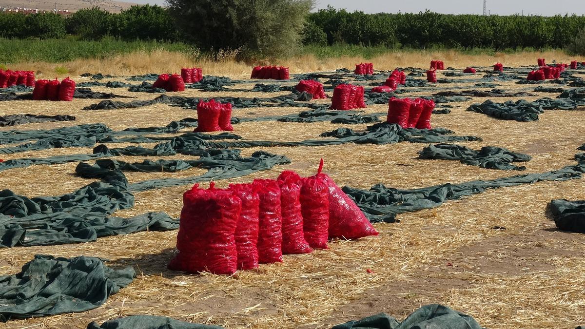 Asıl işi başkaydı ama talep gelince başladı: Kayısı kentinde kıpkırmızı manzara 5