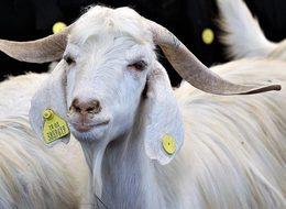 2018 Kurbanlık fiyatları belli oldu! 