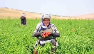 Kahramanmaraş&rsquo;ta sal&ccedil;alık biber hasadı başladı
