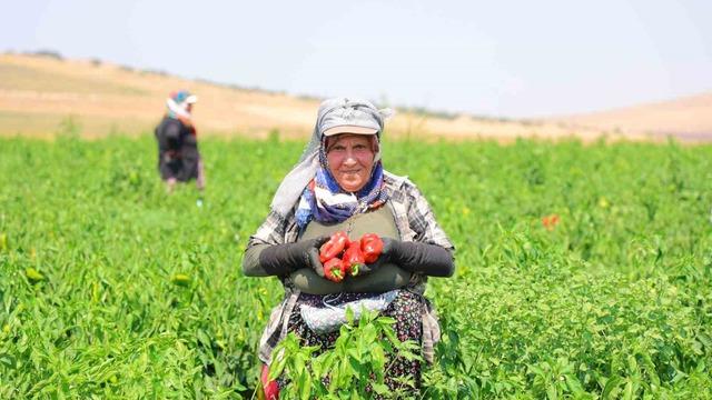 Kahramanmaraş’ta salçalık biber hasadı başladı