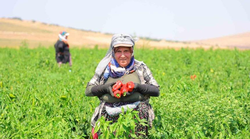 Kahramanmaraş&rsquo;ta sal&ccedil;alık biber hasadı başladı