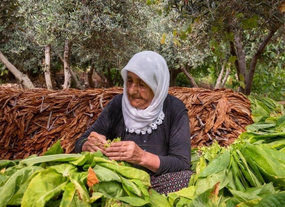 Sabahın ilk ışıklarında tek tek toplanıyor, &ouml;ğlen t&uuml;m yapraklar iğneyle dizilip kurutuluyor 1