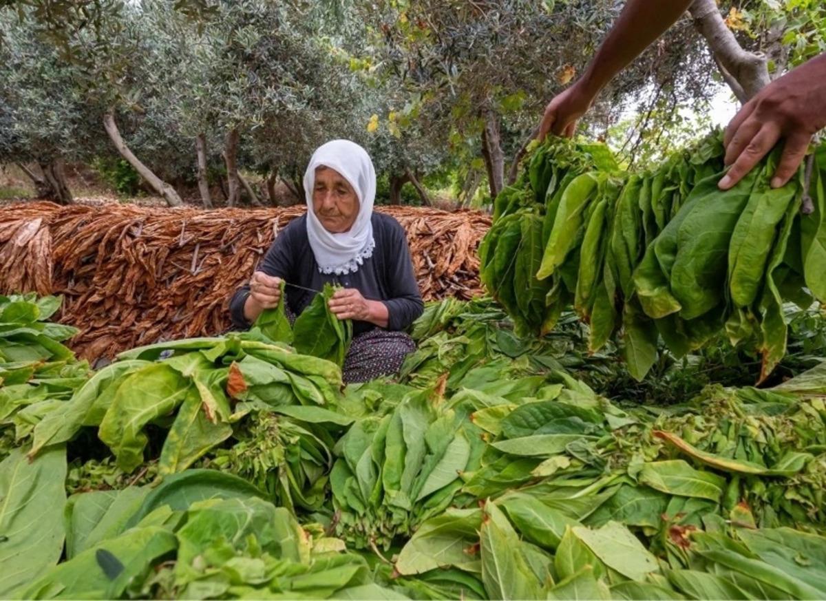 Sabahın ilk ışıklarında tek tek toplanıyor, &ouml;ğlen t&uuml;m yapraklar iğneyle dizilip kurutuluyor 3