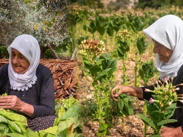Sabahın ilk ışıklarında tek tek toplanıyor, &ouml;ğlen t&uuml;m yapraklar iğneyle dizilip kurutuluyor
