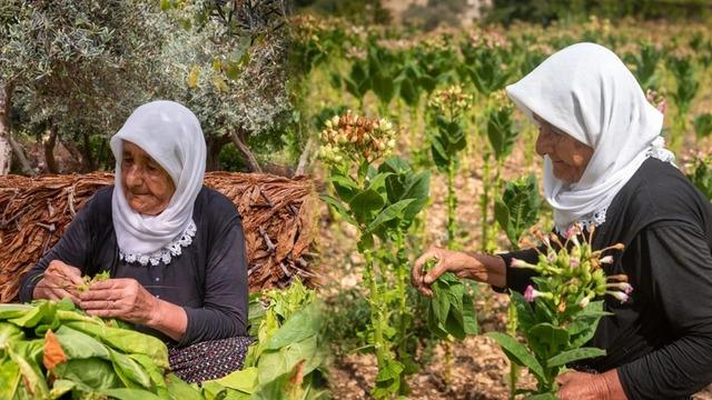 Sabahın ilk ışıklarında tek tek toplanıyor, öğlen tüm yapraklar iğneyle dizilip kurutuluyor