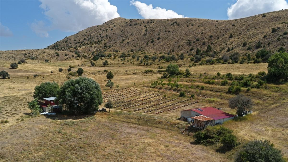 3 coğrafi işareti bulunuyor! Tam bir şifa deposu 2