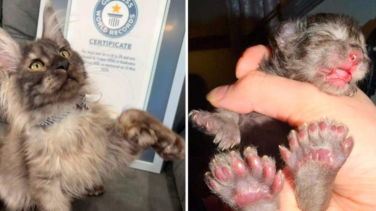 29 parmaklı kedi dünya rekoru kırdı! Patilerini gören şaşkınlığını gizleyemiyor - TREND