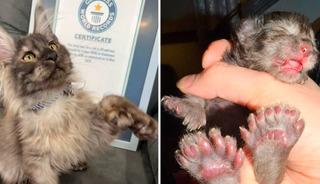 29 parmaklı kedi d&uuml;nya rekoru kırdı! Patilerini g&ouml;ren şaşkınlığını gizleyemiyor