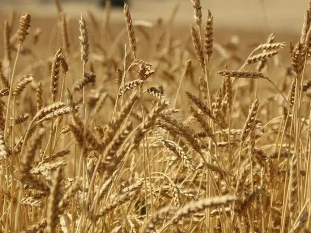 Yağışlardaki y&uuml;zde 76'lık artış buğdayda rekor beklentisini g&uuml;&ccedil;lendirdi