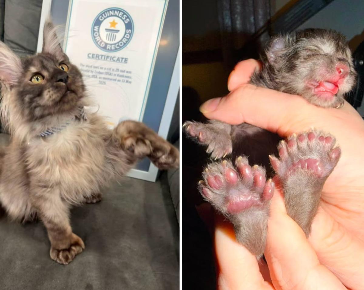 29 parmaklı kedi d&uuml;nya rekoru kırdı! Patilerini g&ouml;ren şaşkınlığını gizleyemiyor 1