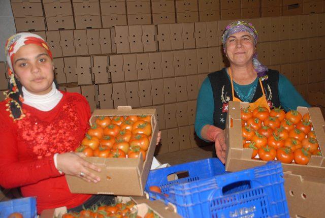 Dünya Kupası'nın domatesi Fethiye'den