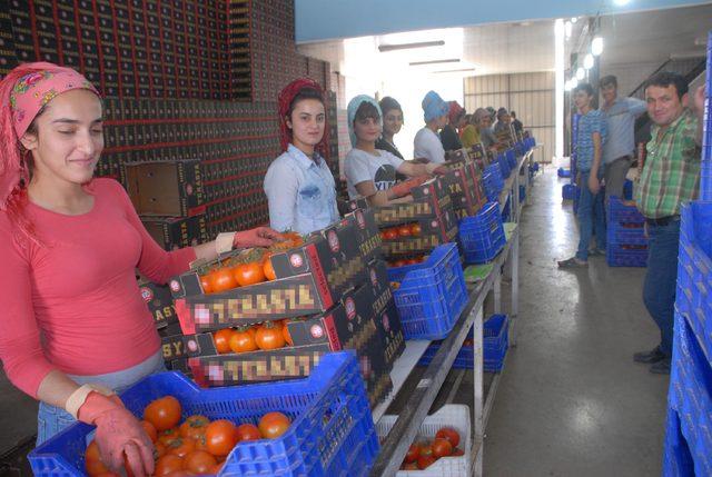Dünya Kupası'nın domatesi Fethiye'den