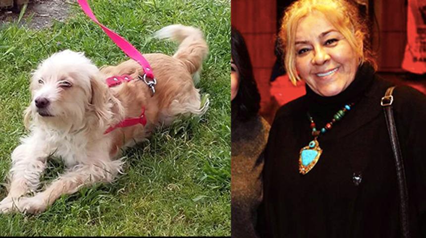 Samsun'da yardımlaşma derneği başkanı Song&uuml;l Saygılı'nın Terrier cinsi k&ouml;peğini g&uuml;peg&uuml;nd&uuml;z &ccedil;aldılar!