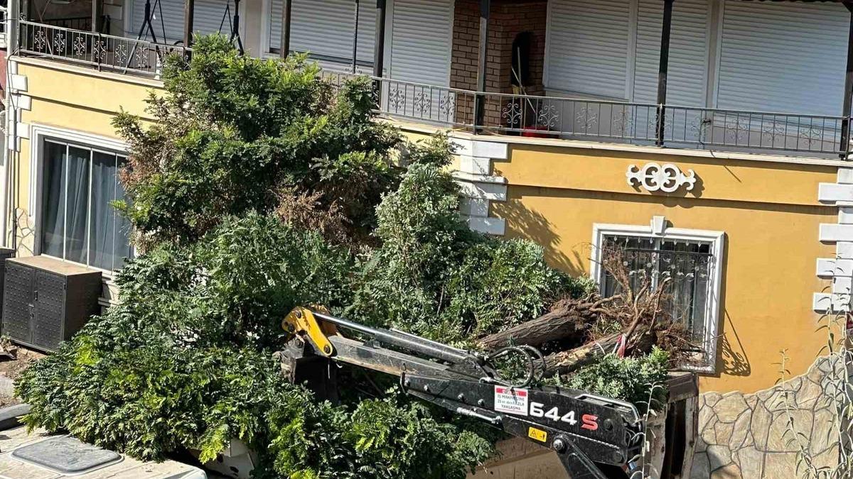 Sındırgı’da yol yapım çalışmaları sırasında ağaçlar söküldü - Güncel Haberler
