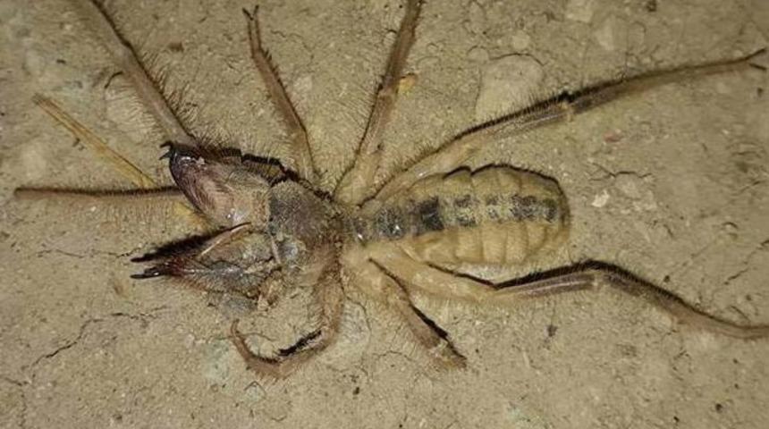 Konya'nın Yunak ilçesinde büyük panik! Gördüğünüzde kaçın!