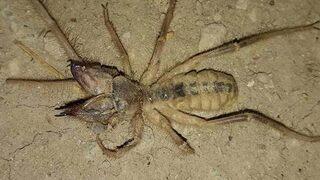 Konya'nın Yunak ilçesinde büyük panik! Gördüğünüzde kaçın!