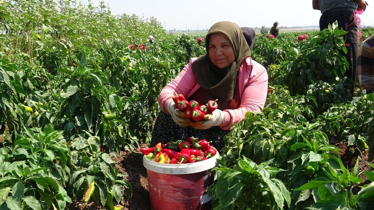 Elleri ve yüzleri yana yana topluyorlar: Kilosu 25 TL! Hiçbir yere dokunamıyorlar 1