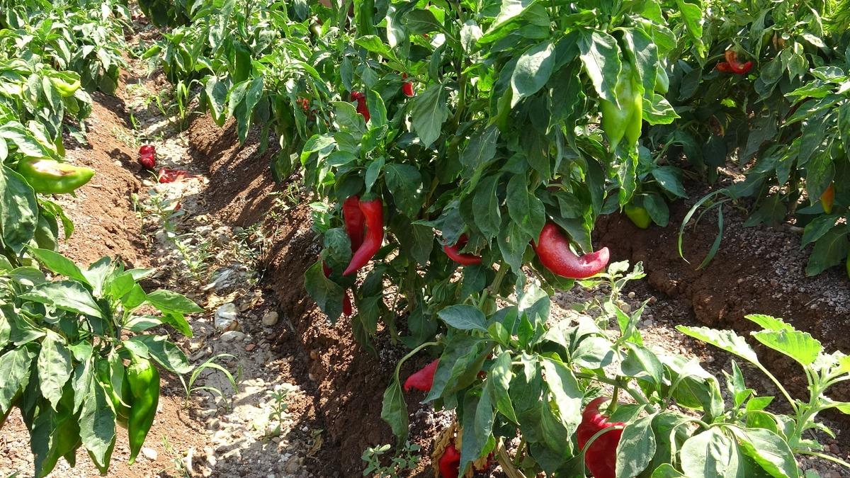 Elleri ve yüzleri yana yana topluyorlar: Kilosu 25 TL! Hiçbir yere dokunamıyorlar 3