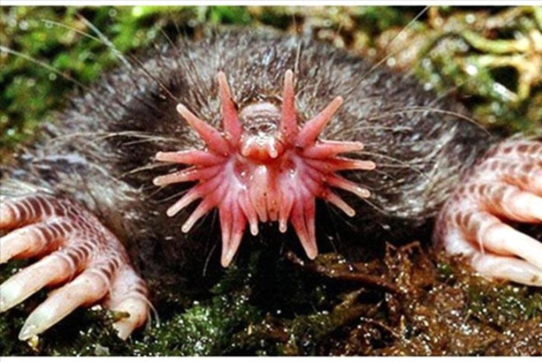 Bu canlılara &ccedil;ok şaşıracaksınız