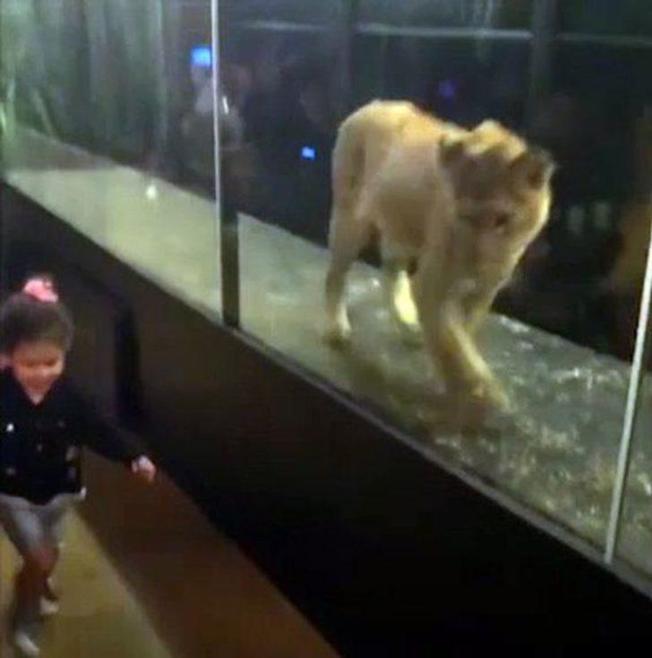 Nargile kafe hayvanat bahçesi çıktı G2