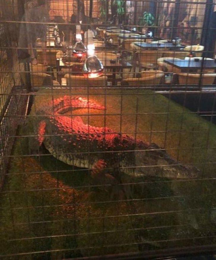 Nargile kafe hayvanat bahçesi çıktı G3