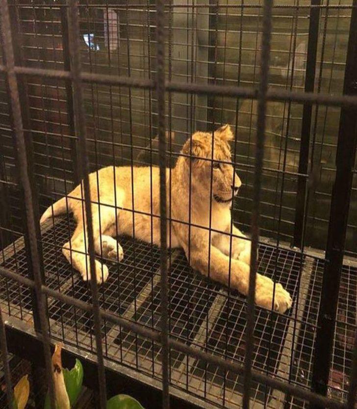 Nargile kafe hayvanat bahçesi çıktı G1