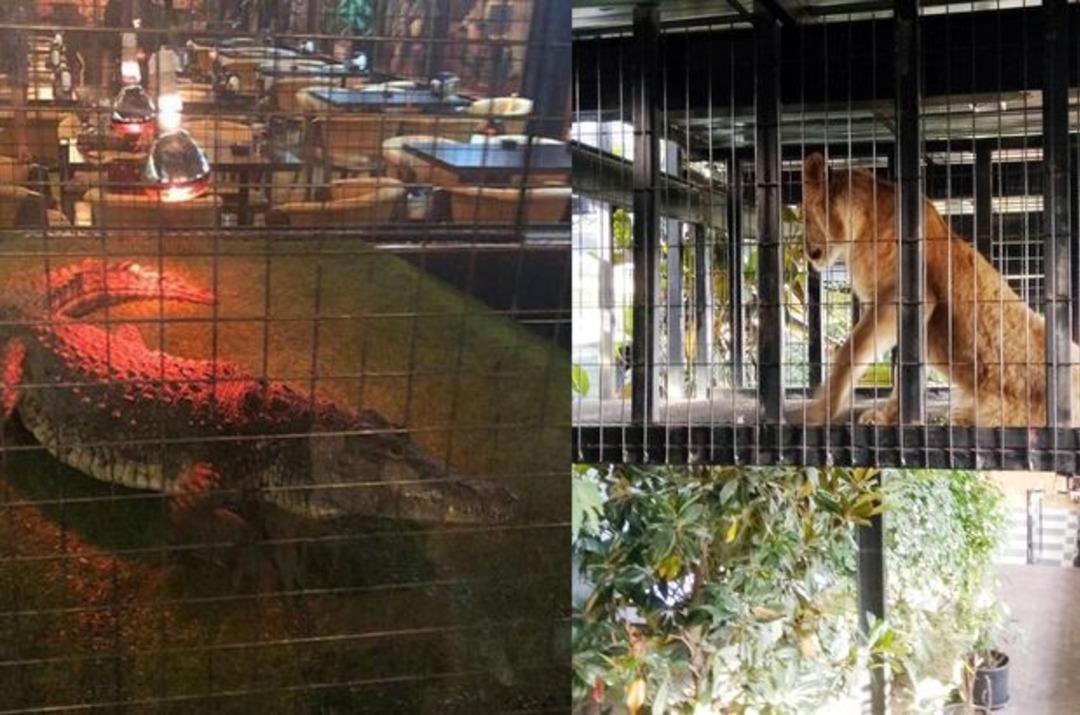 Nargile kafe hayvanat bah&ccedil;esi &ccedil;ıktı