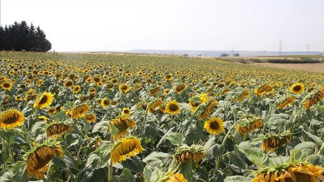 Bakanlık a&ccedil;ıkladı: 1 Ekim'den itibaren g&uuml;mr&uuml;k vergisi d&uuml;ş&uuml;yor