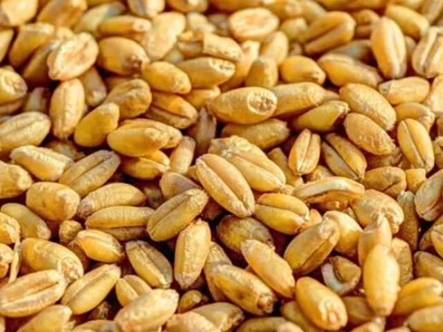 Rusya'nın tahıl hasadı 100 milyon tonu aştı