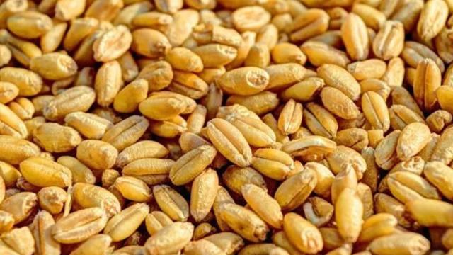 Rusya'nın tahıl hasadı 100 milyon tonu aştı
