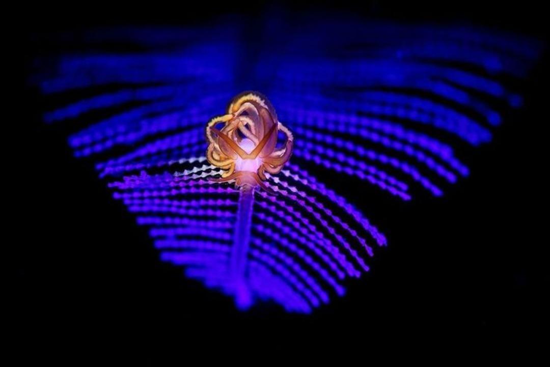 Yılın en iyi su altı fotoğrafları 