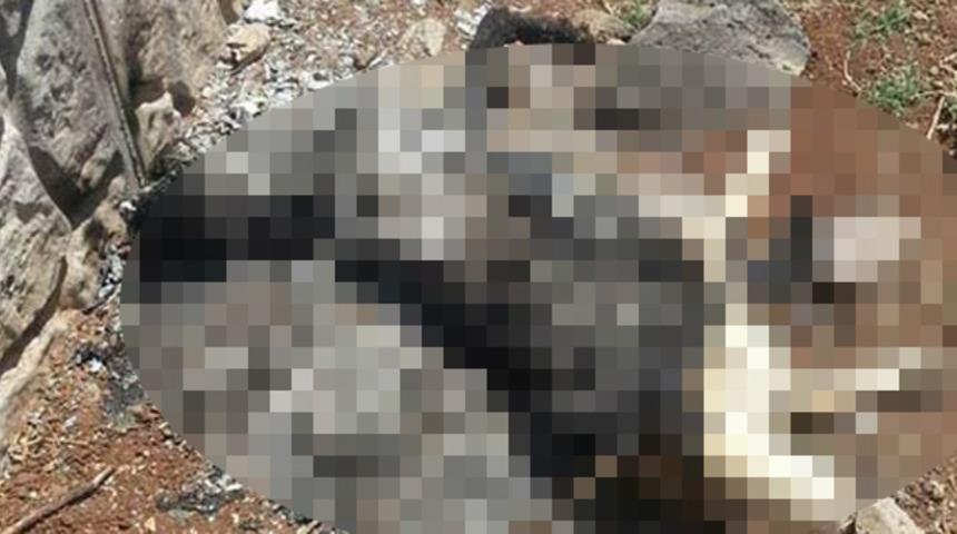 Diyarbakır'da yakılarak öldürülen köpekle ilgili yeni gelişme