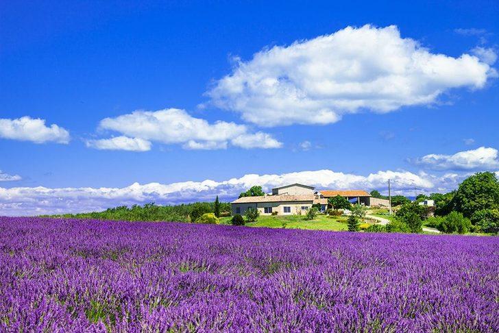 Türkiye'nin lavanta cenneti: Kuyucak Köyü  G3