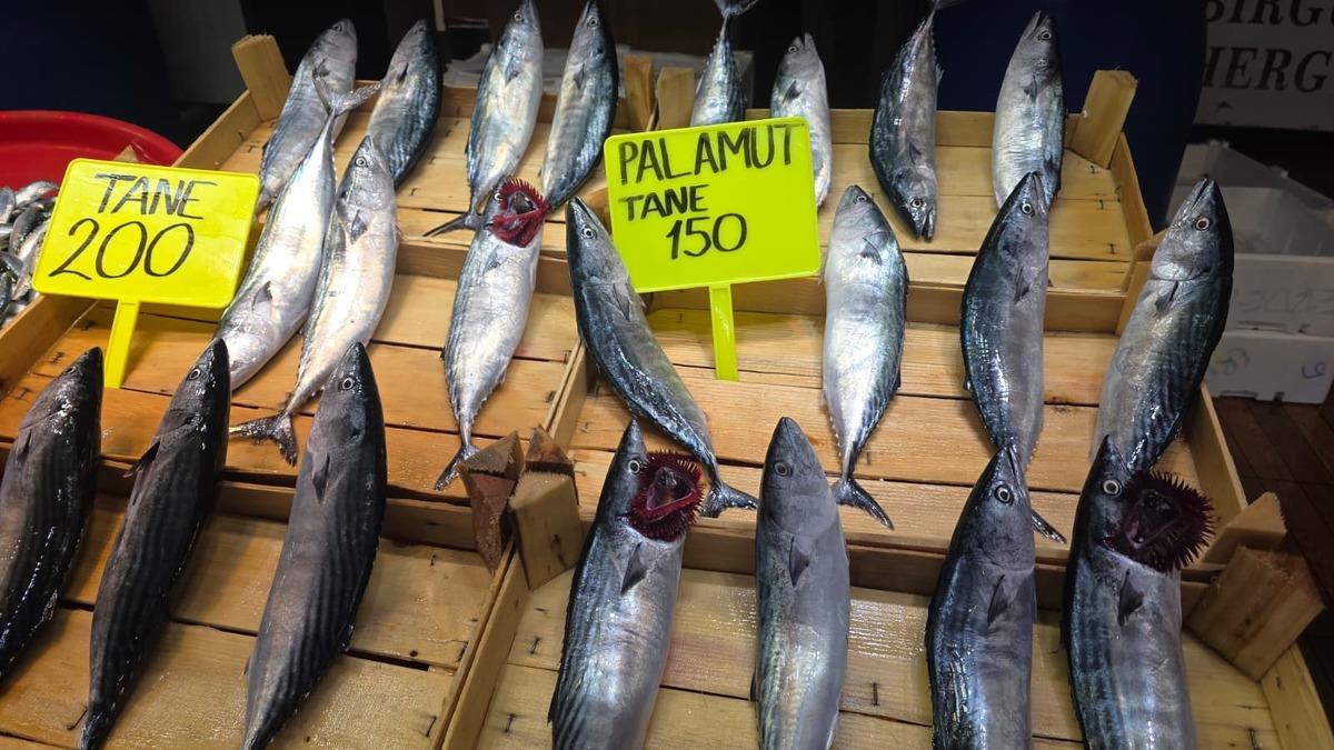 Eylül ayında palamuta doyacağız! Tanesi 150 TL den satılıyor 1