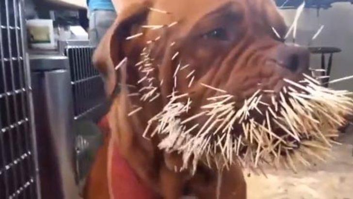 İçinde ne olduğunu merak edince... G4