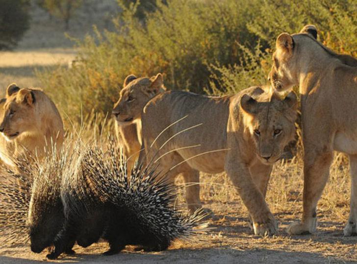 İçinde ne olduğunu merak edince... G5