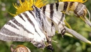 Nadir g&ouml;r&uuml;l&uuml;yor: Zebra kırlangı&ccedil; kuyruklu kelebek g&ouml;r&uuml;nt&uuml;lendi