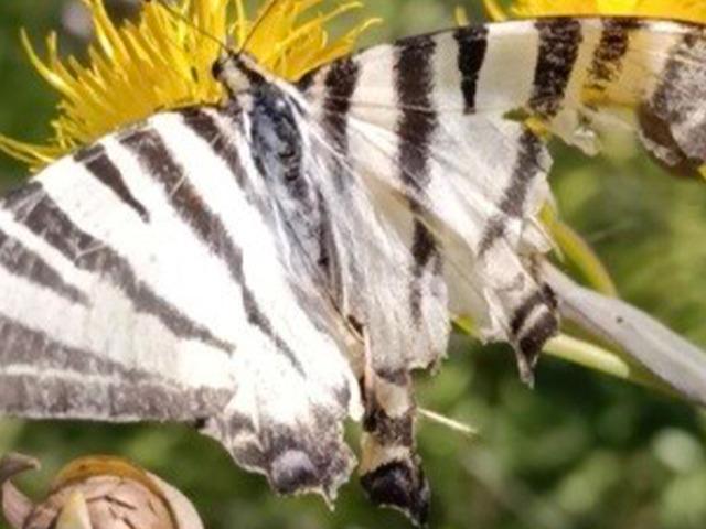 Nadir g&ouml;r&uuml;l&uuml;yor: Zebra kırlangı&ccedil; kuyruklu kelebek g&ouml;r&uuml;nt&uuml;lendi