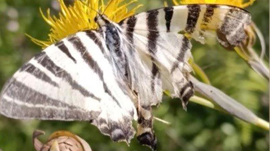Nadir g&ouml;r&uuml;l&uuml;yor: Zebra kırlangı&ccedil; kuyruklu kelebek g&ouml;r&uuml;nt&uuml;lendi