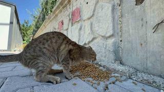 Adıyaman Belediyesi’nden sokak hayvanlarına mama ve su desteği