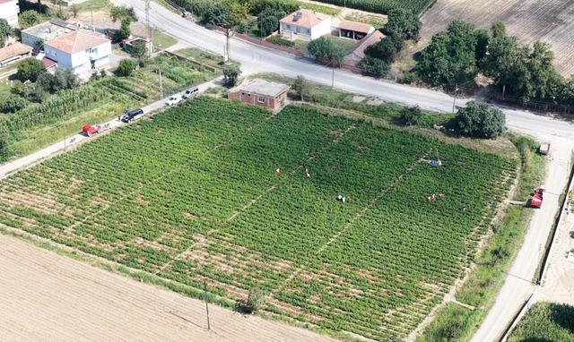 Bafra Ovası nda kapya biber hasadı: &Uuml;retim alanı arttı, &uuml;r&uuml;n azaldı 2