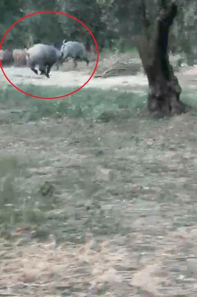İznik G&ouml;l&uuml; sahil yoluna inen yaban domuzu s&uuml;r&uuml;s&uuml; kamerada 2